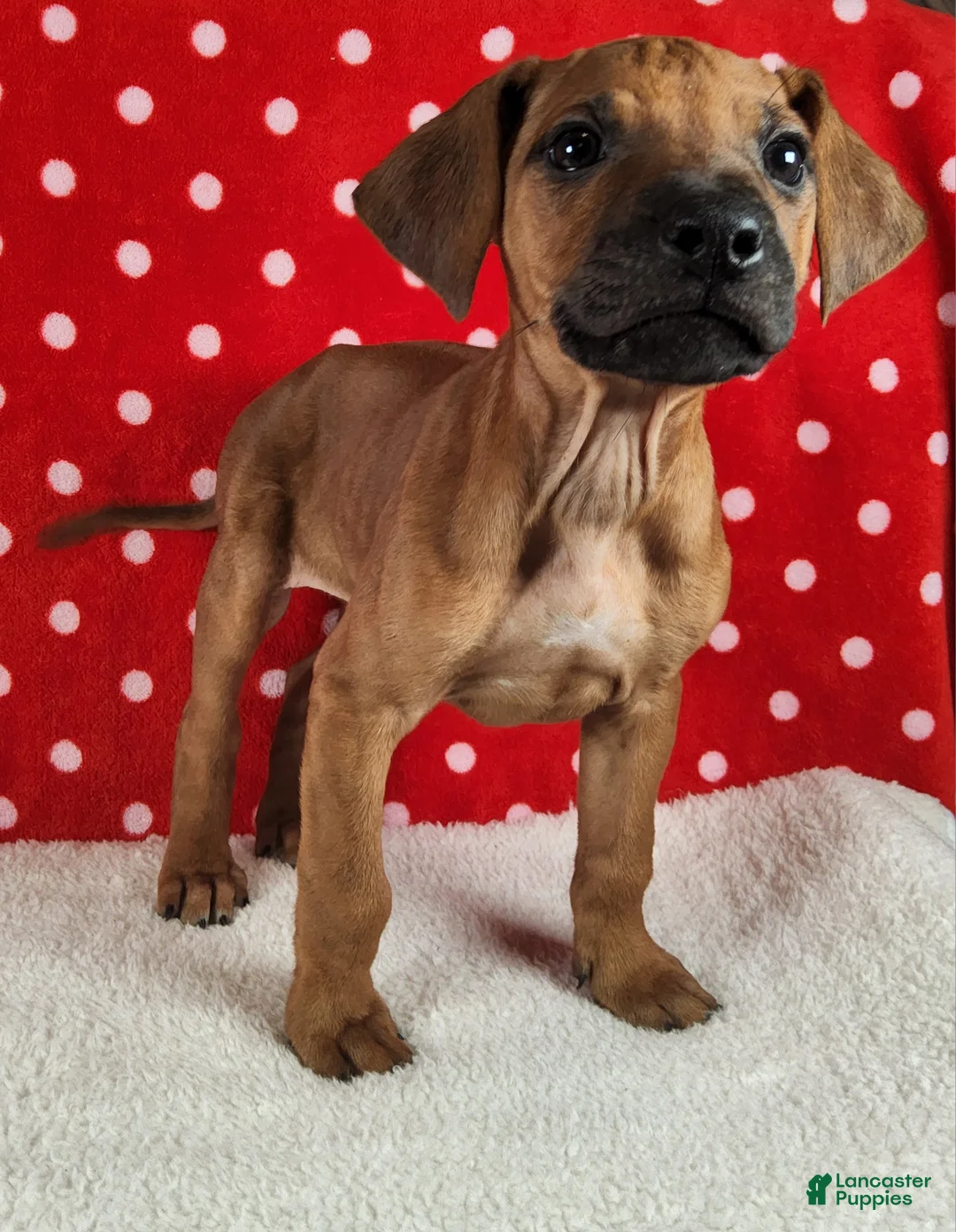 Rhodesian Ridgeback dogs for sale: Rocco - Ad 7
