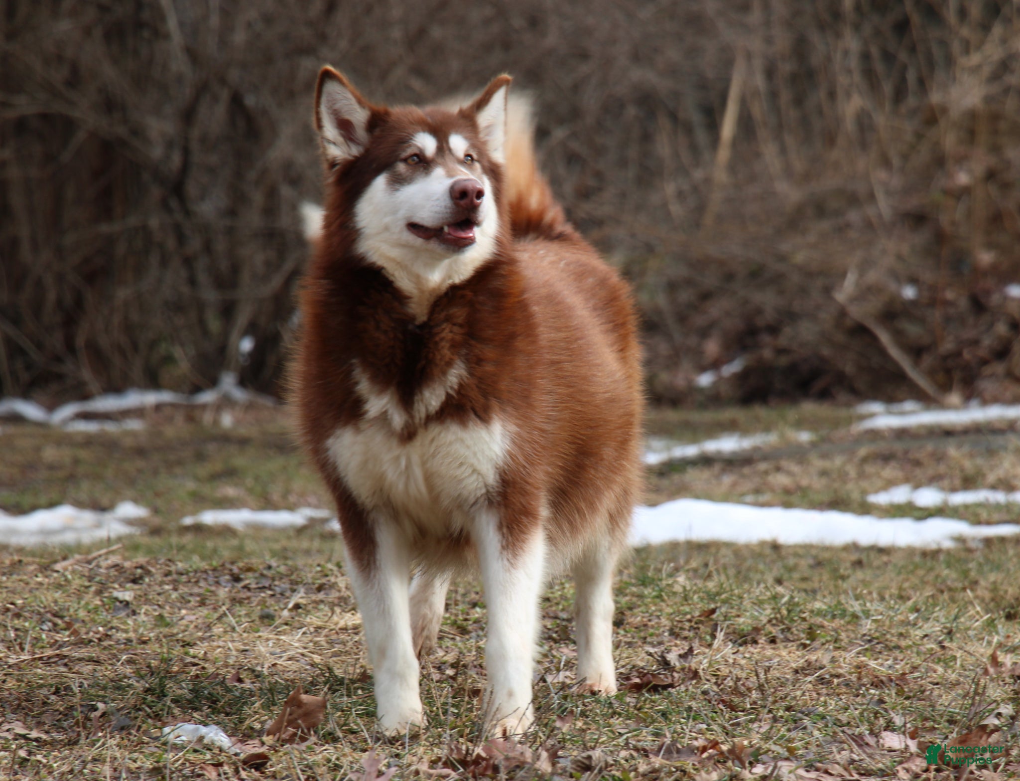 Alaskan Malamute dogs Meg - Ad 2