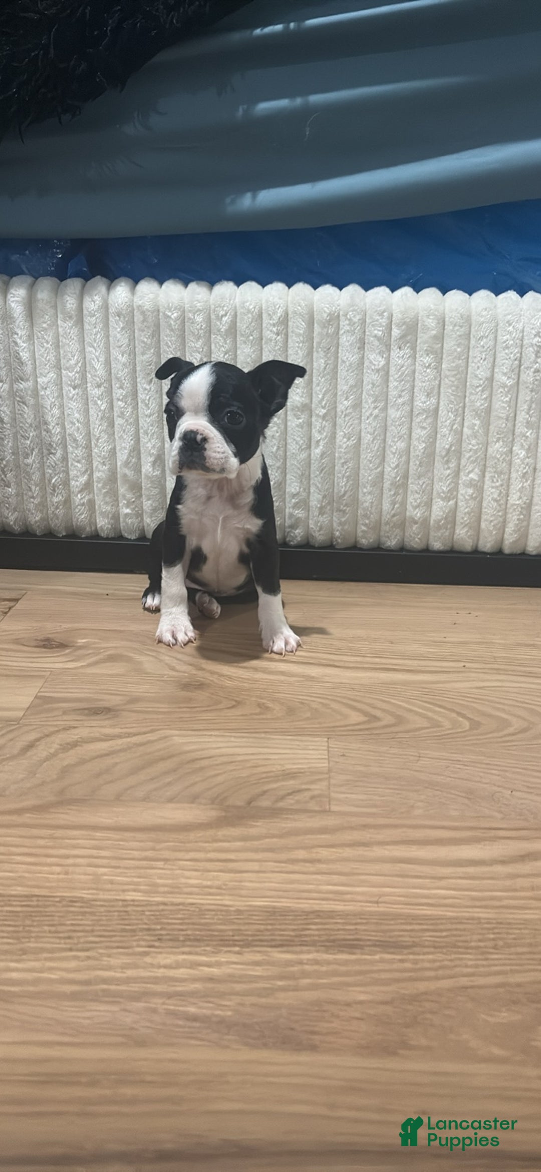 Mixed Breed dogs for sale: Mixed Breed Puppy 2 - Ad 7