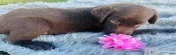 Labrador Retriever dogs for sale: Labrador Retriever pink - Ad 2