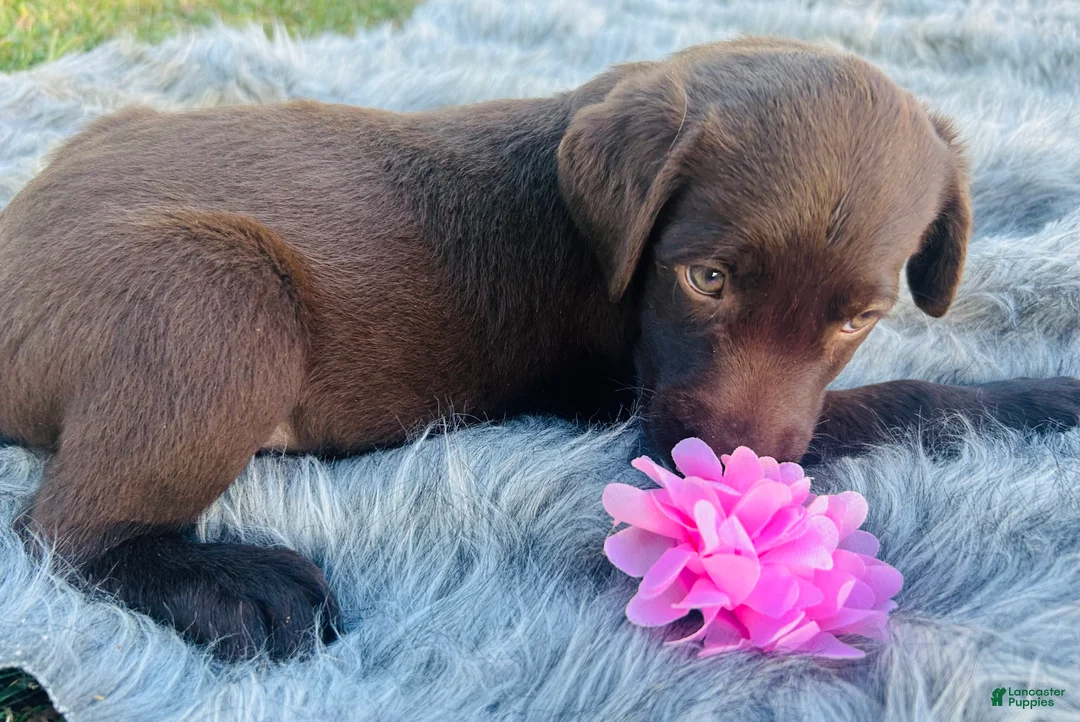 Labrador Retriever dogs for sale: Labrador Retriever pink - Ad 2