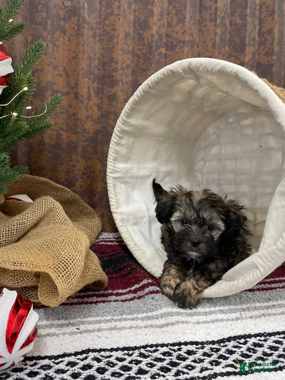 Shihpoo dogs for sale: Copper  - Ad 4