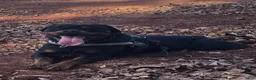 Rottweiler dogs for sale: Rottweiler 2 - Ad 24