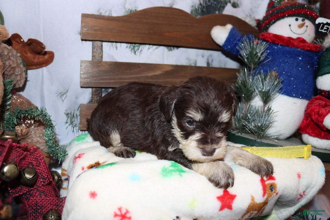 Miniature Schnauzer dogs for sale: stella - Ad 1