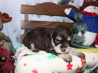 Miniature Schnauzer dogs stella - Ad 33