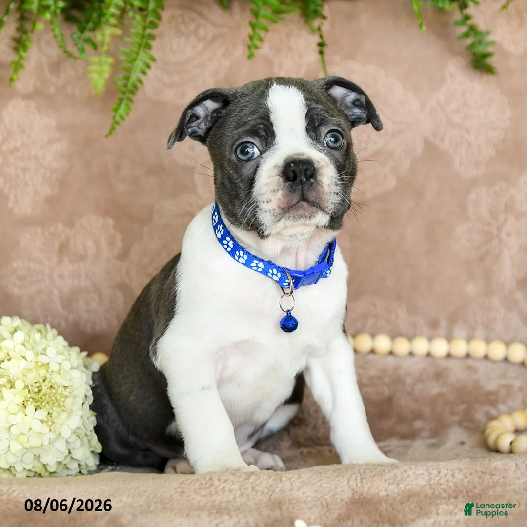 Boston Terrier dogs for sale: Rollo - Ad 2