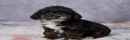 Yorkiepoo dogs for sale: Milo - Ad 5
