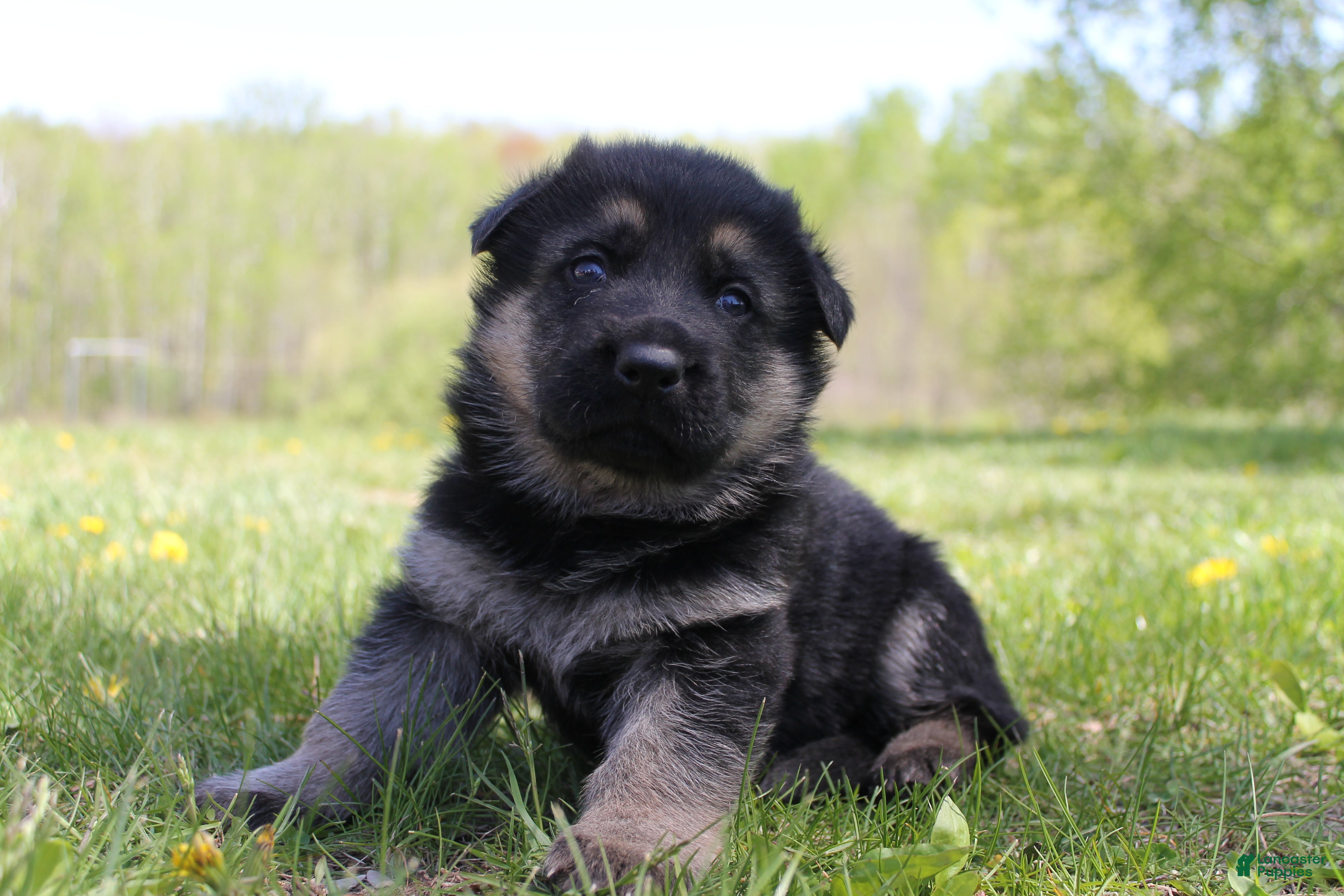 German Shepherd dogs Fox - Ad 40