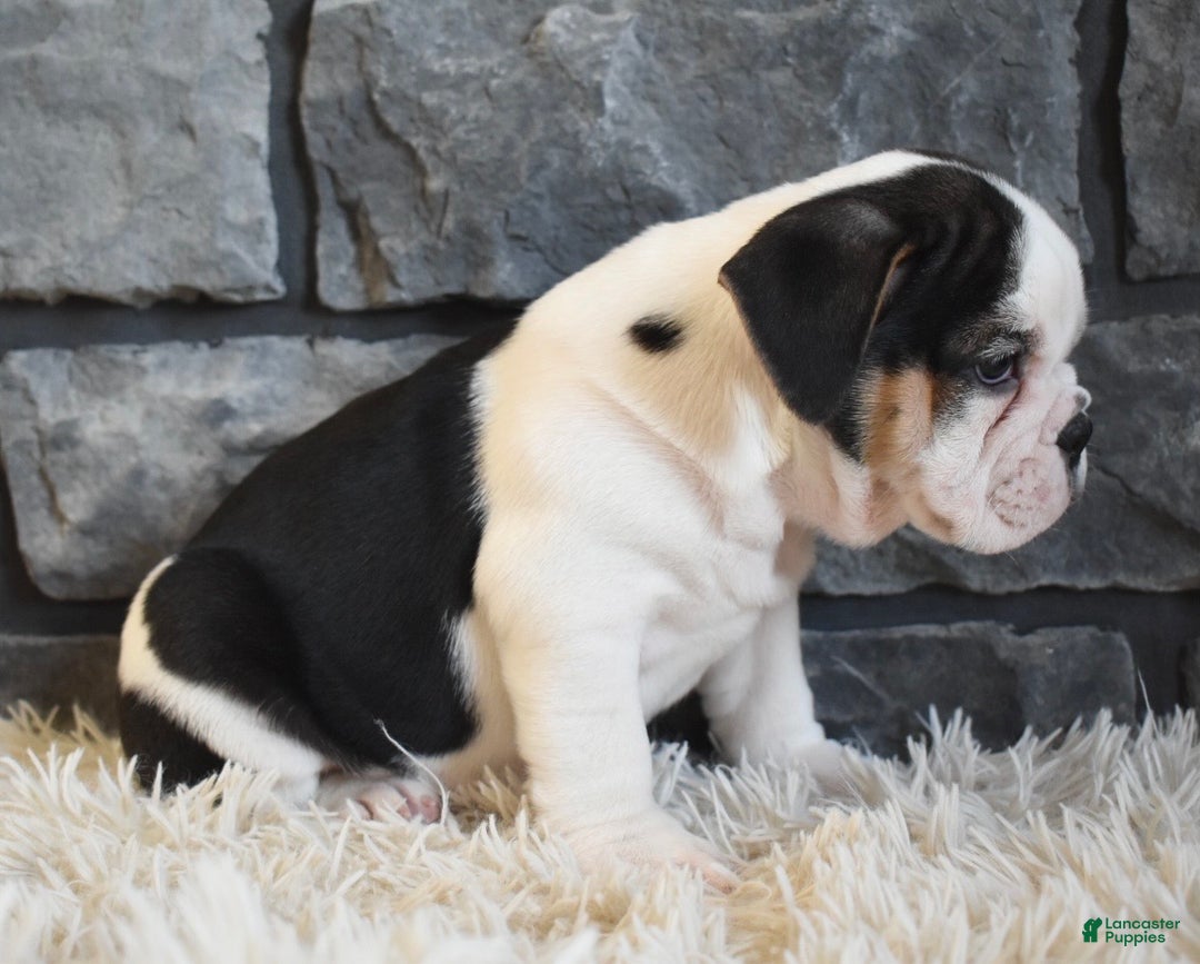 Mixed Breed dogs for sale: Biscuit  - Ad 3