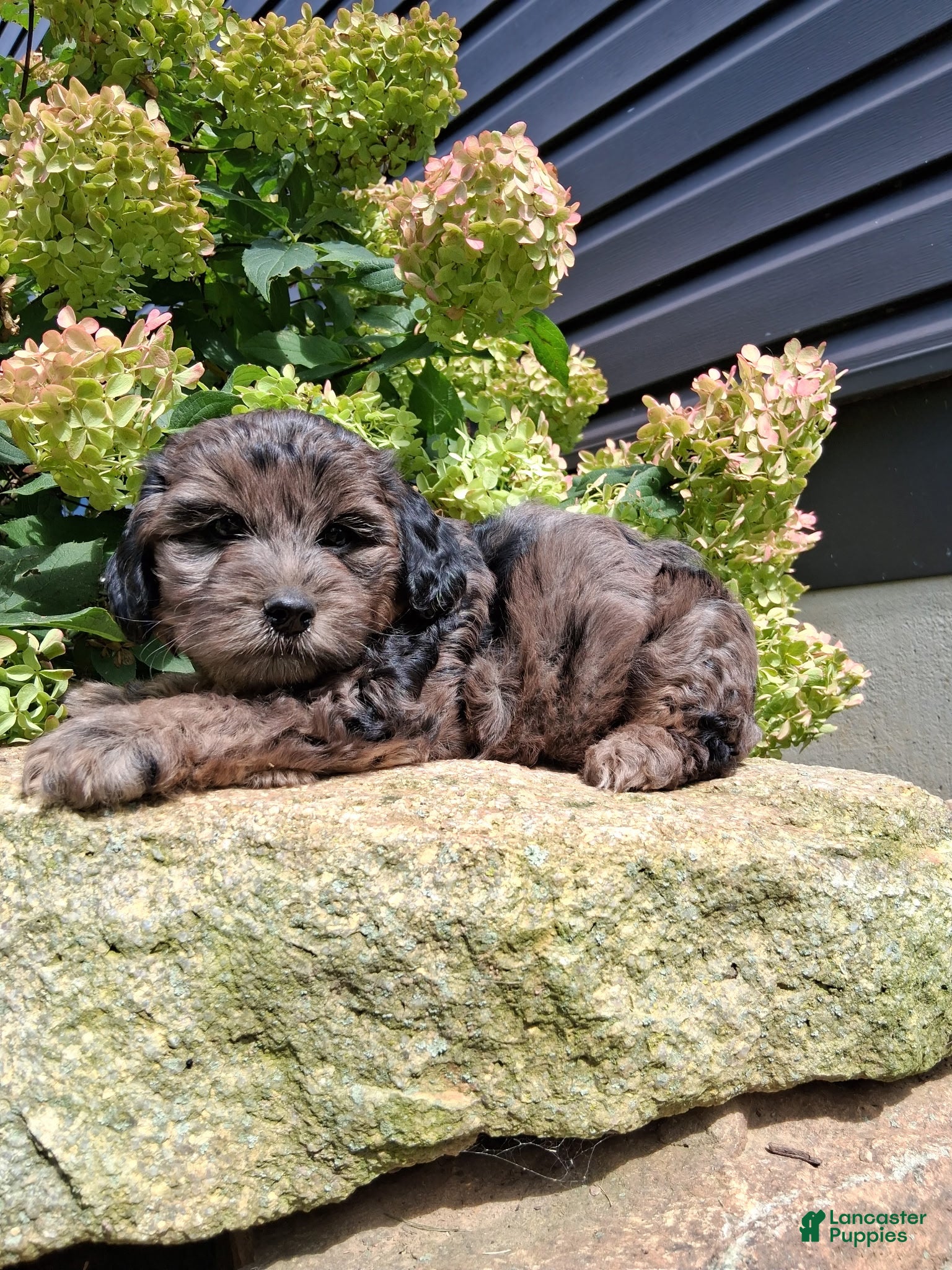 Yorkiepoo dogs Skye - Ad 1