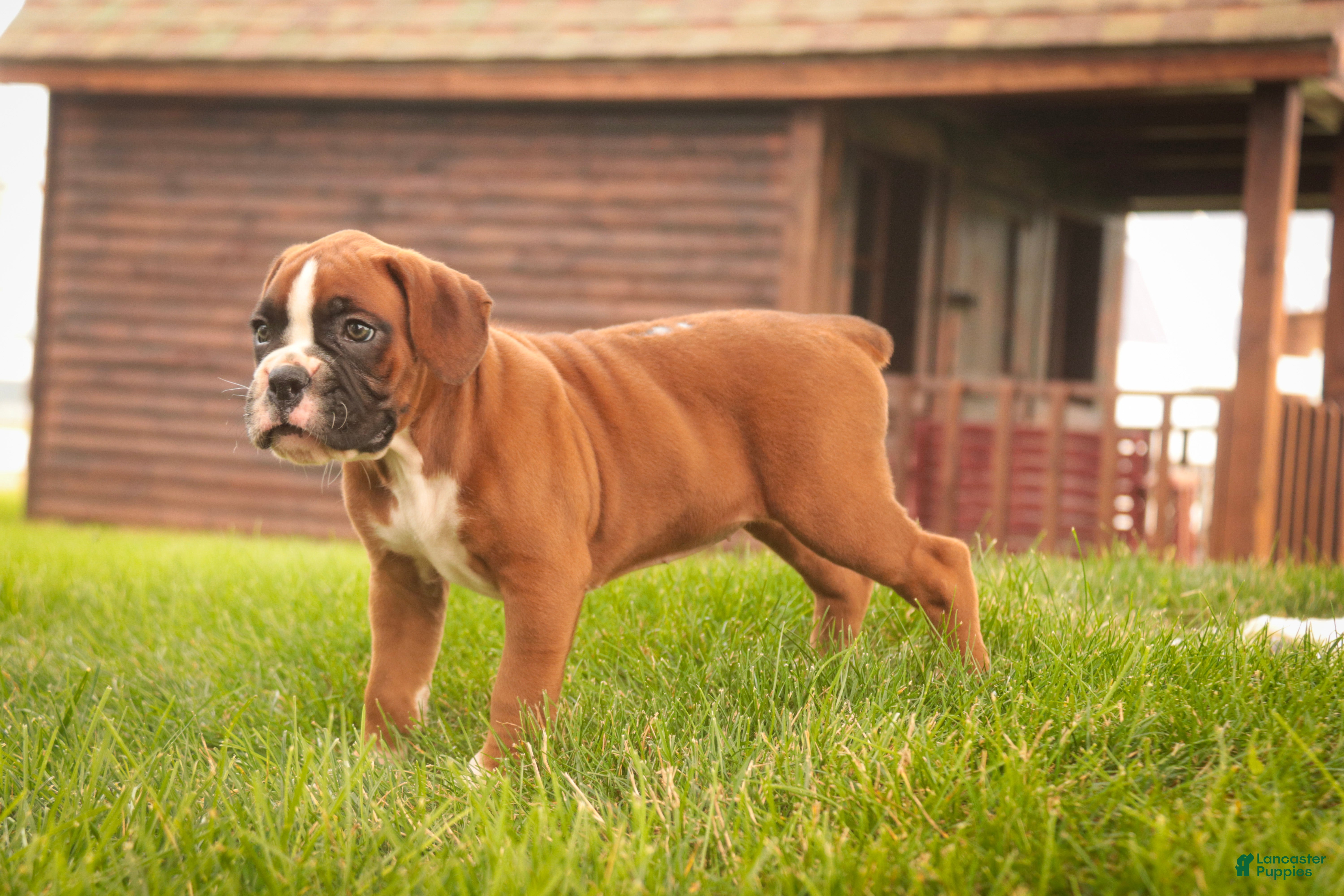 Boxer dogs Luna - Ad 2