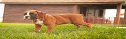 Boxer dogs for sale: Luna - Ad 2