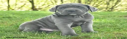 Cane Corso dogs for sale: Russler - Ad 3