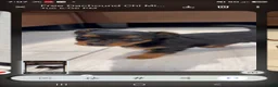 Chiweenie dogs for sale: Chiweenie 2 - Ad 9