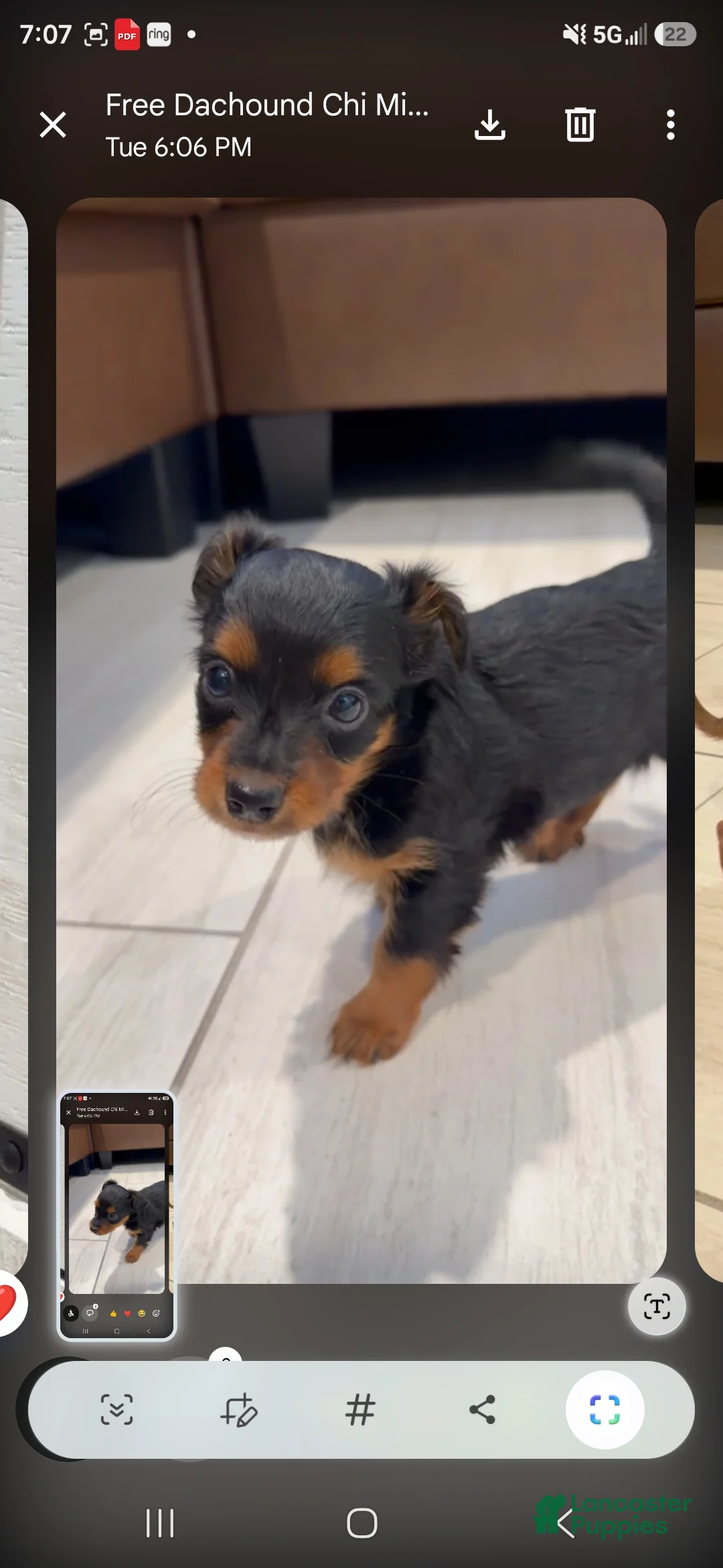 Chiweenie dogs for sale: Chiweenie 2 - Ad 9