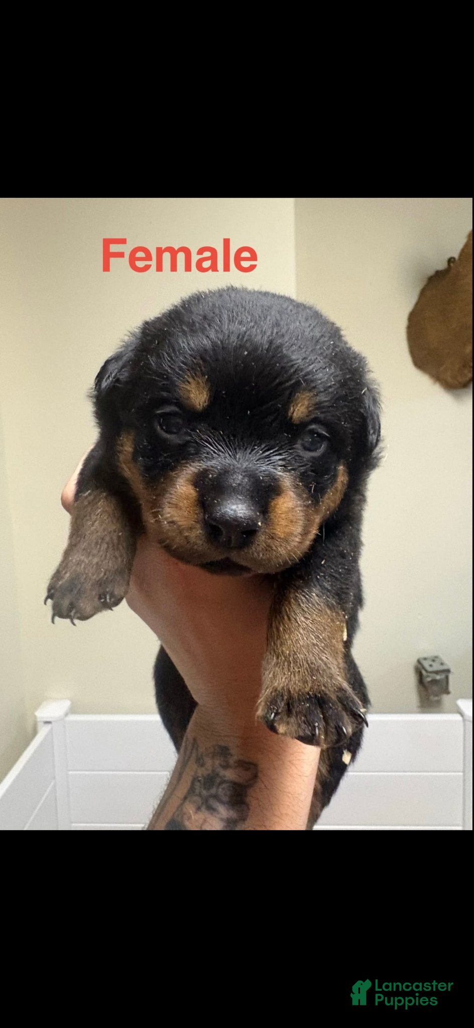 Rottweiler dogs Rottweiler Puppy 9 - Ad 31
