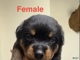 Rottweiler dogs Rottweiler Puppy 9 - Ad 31