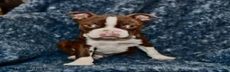 Boston Terrier dogs for sale: Rodger - Ad 1