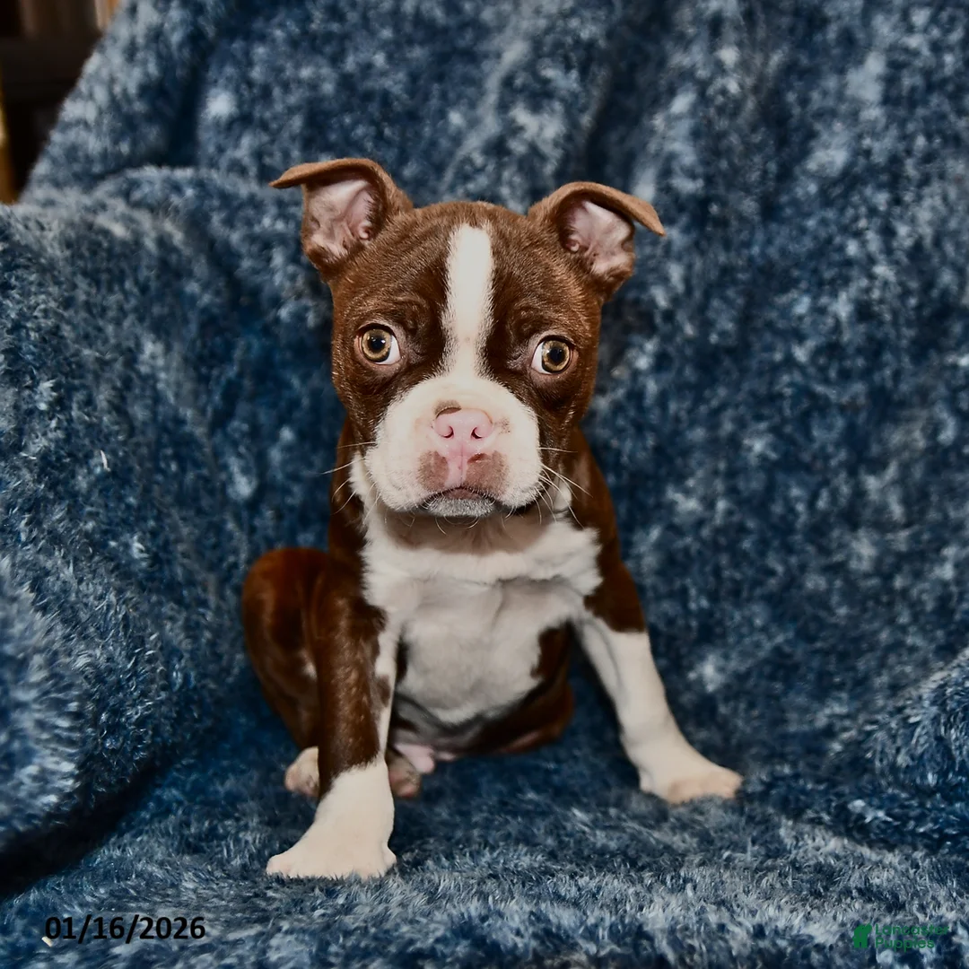Boston Terrier dogs for sale: Rodger - Ad 1