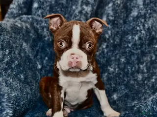 Boston Terrier dogs Rodger - Ad 11