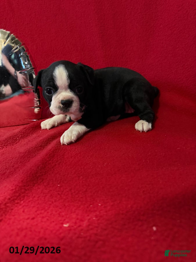 Boston Terrier dogs Holly - Ad 5