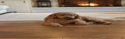 Mixed Breed dogs for sale: GOLDENDOODLE puppy - Ad 3