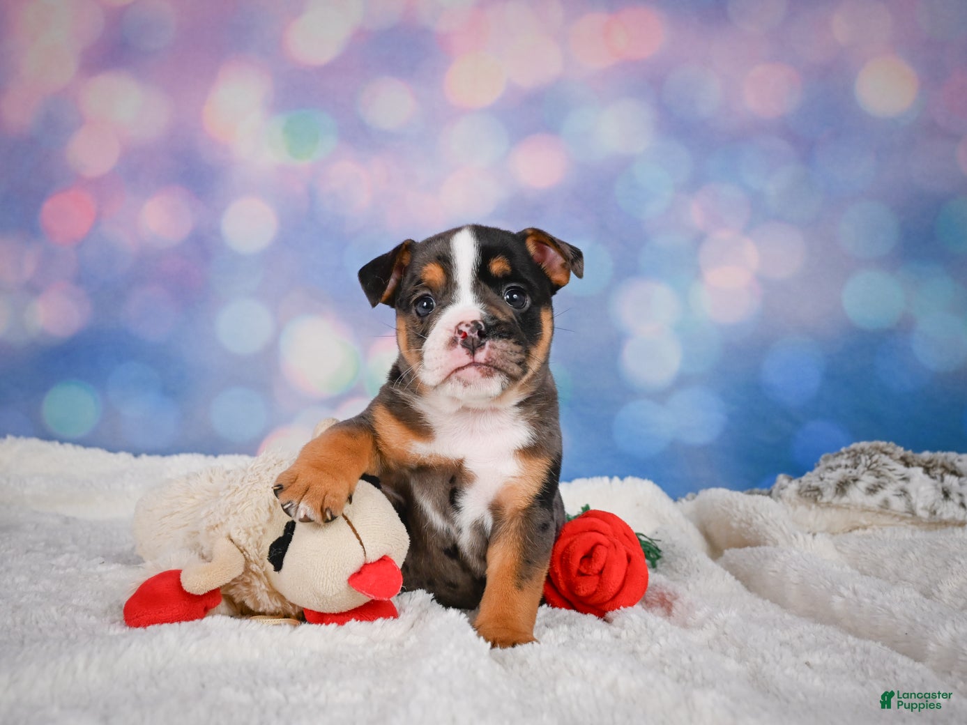 English Bulldog dogs Mia - Ad 2
