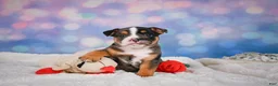 English Bulldog dogs for sale: Mia - Ad 2