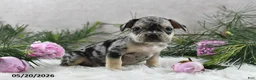 French Bulldog dogs for sale: Jordan - Ad 10
