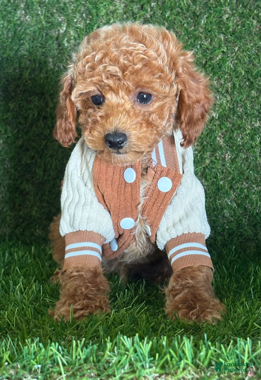 Toy Poodle dogs for sale: Milo - Ad 7