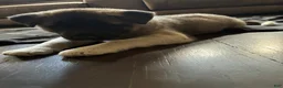 Akita dogs for sale: Akita 6 - Ad 2
