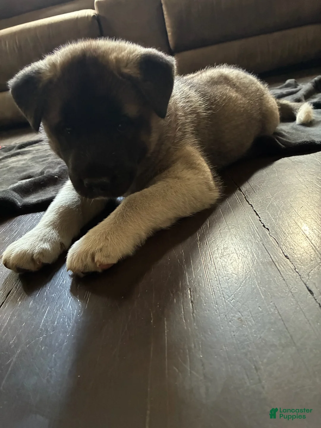 Akita dogs for sale: Akita 6 - Ad 2