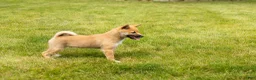 Shiba Inu dogs for sale: Jethro  - Ad 5