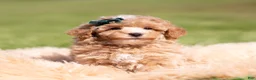 Toy Poodle dogs for sale: Popcorn AKC - Ad 5