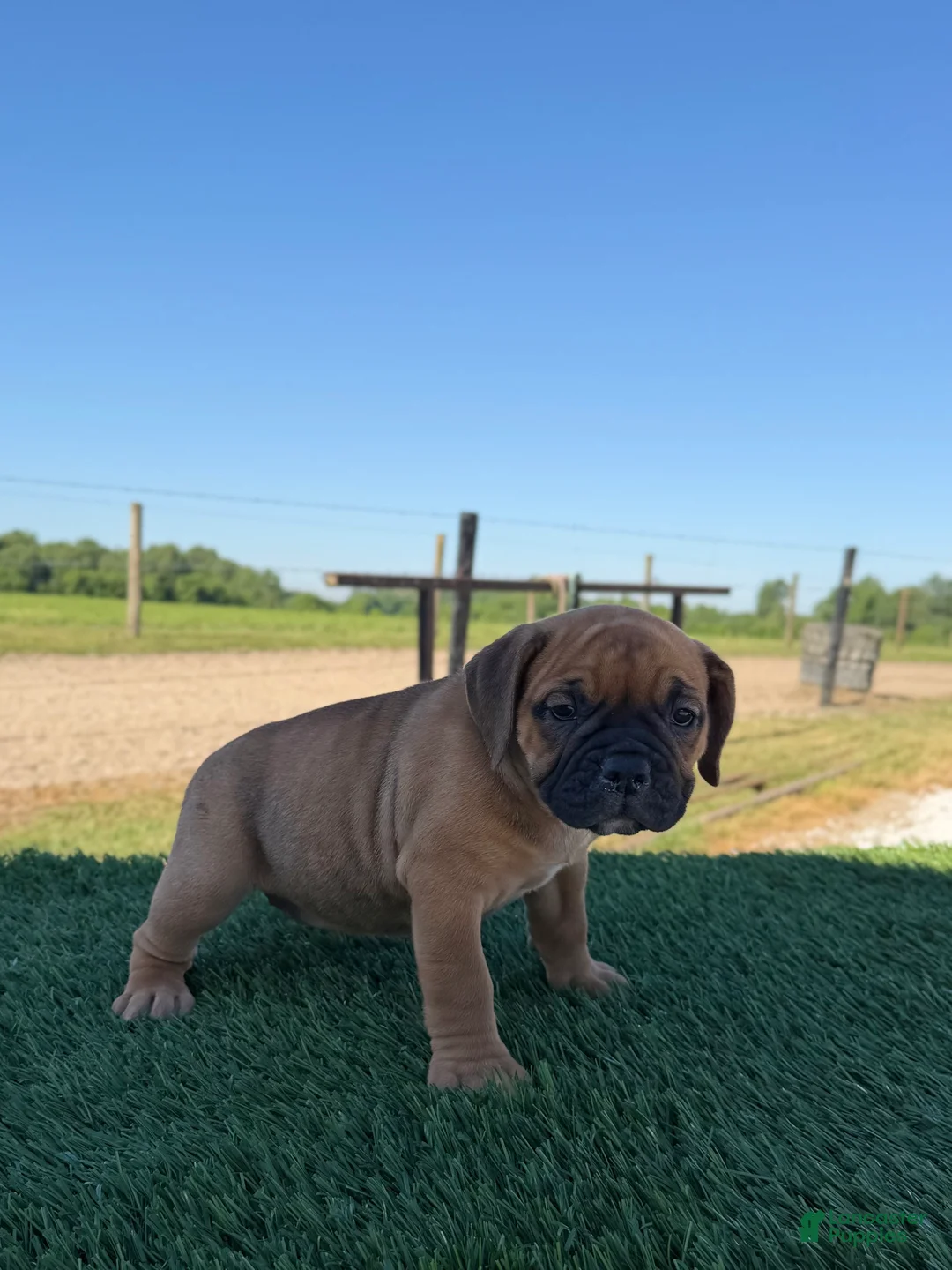 Olde English Bulldogge dogs for sale: Molly - Ad 1