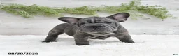 French Bulldog dogs for sale: Mocha - Ad 4