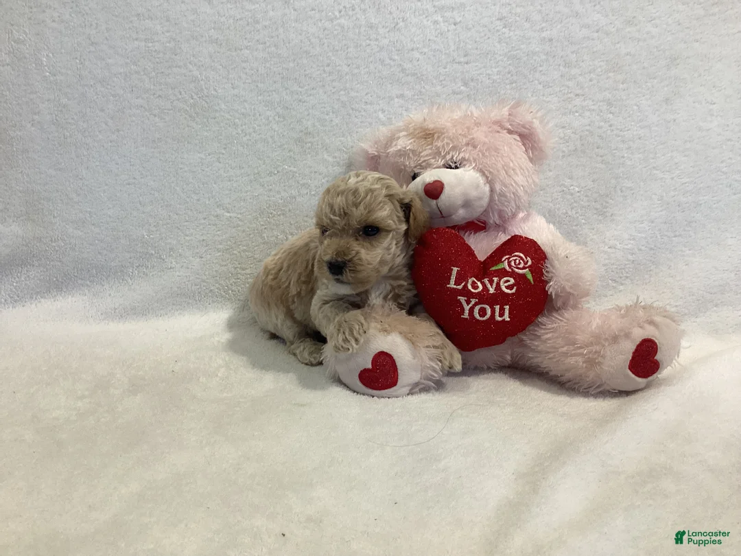 Maltipoo dogs for sale: Cody - Ad 2