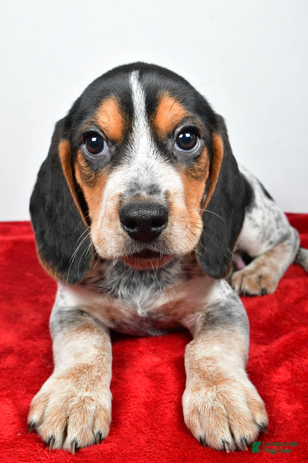 Beagle dogs for sale: Ronald - Ad 3
