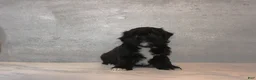 Teddy Bear dogs for sale: Sage - Ad 6