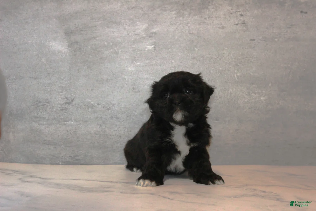 Teddy Bear dogs for sale: Sage - Ad 6