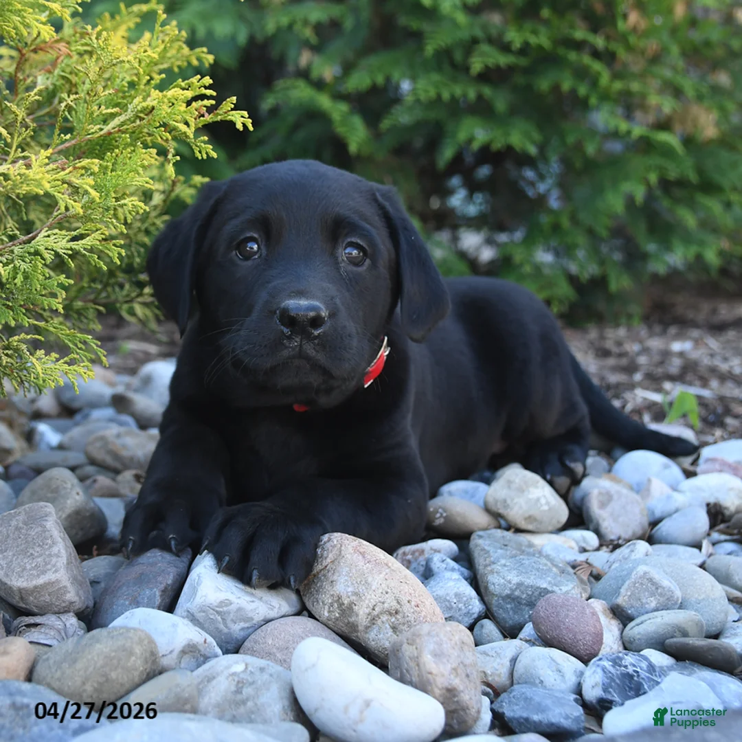 Labrador Retriever dogs for sale: Bailey - Ad 1