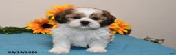 Shih Tzu dogs for sale: Peanut  - Ad 2