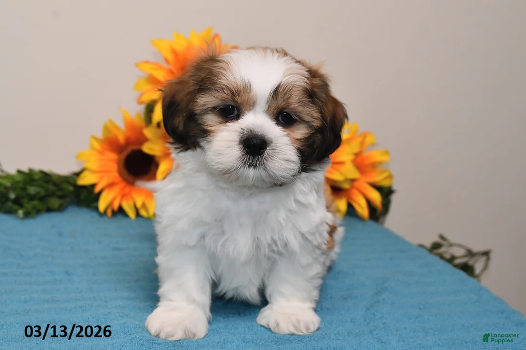Shih Tzu dogs for sale: Peanut  - Ad 2