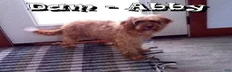 Cavapoo dogs for sale: Casey - Ad 10