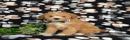 Mixed Breed dogs for sale: Mason Hypoallergenic - Ad 3