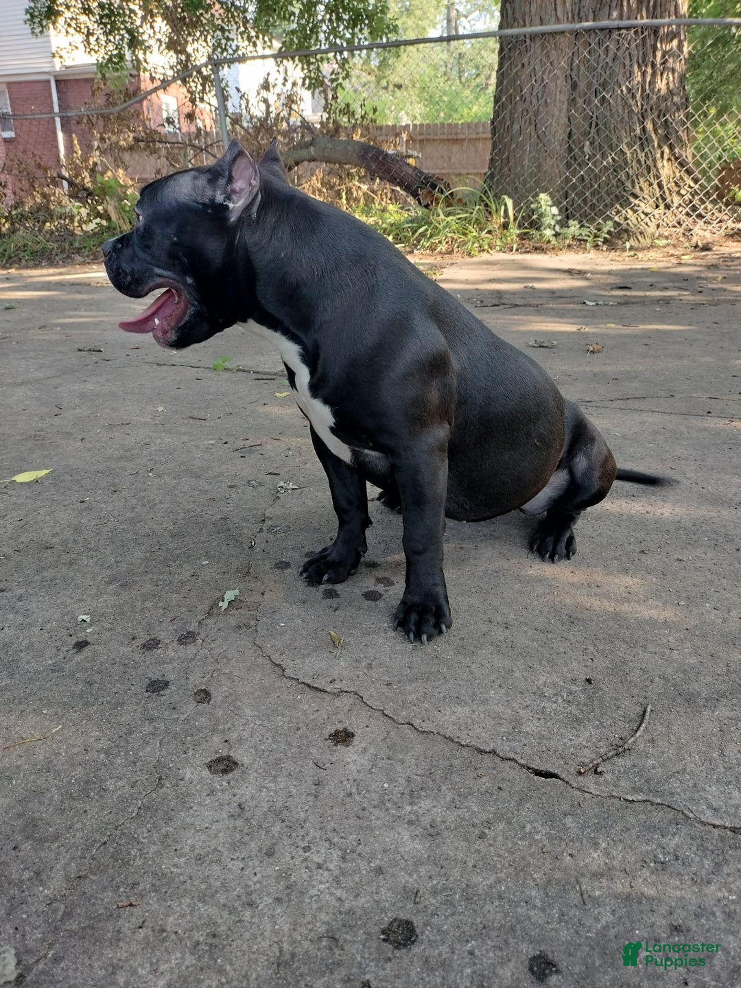 American Bully dogs for sale: Black out - Ad 2