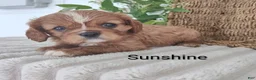Cavalier King Charles Spaniel dogs for sale: Sunshine  - Ad 3