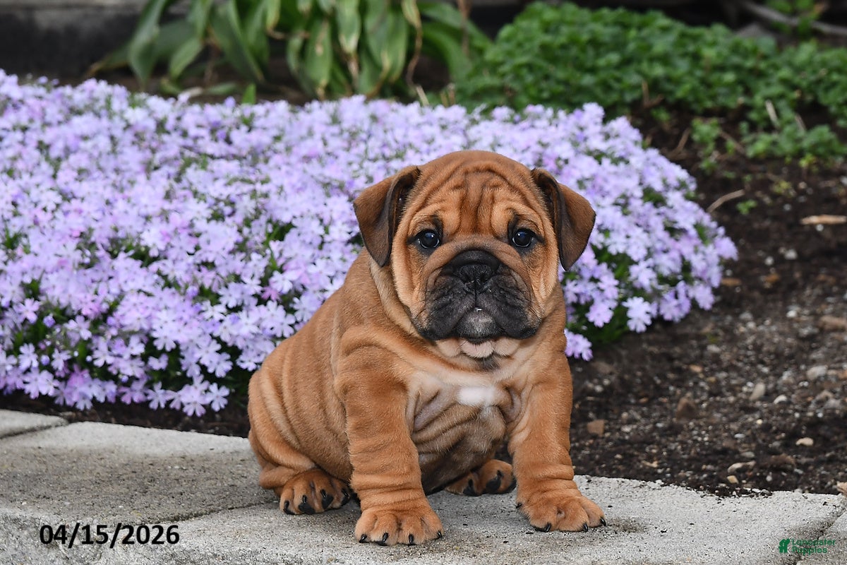 English Bulldog dogs Darcy - Ad 1