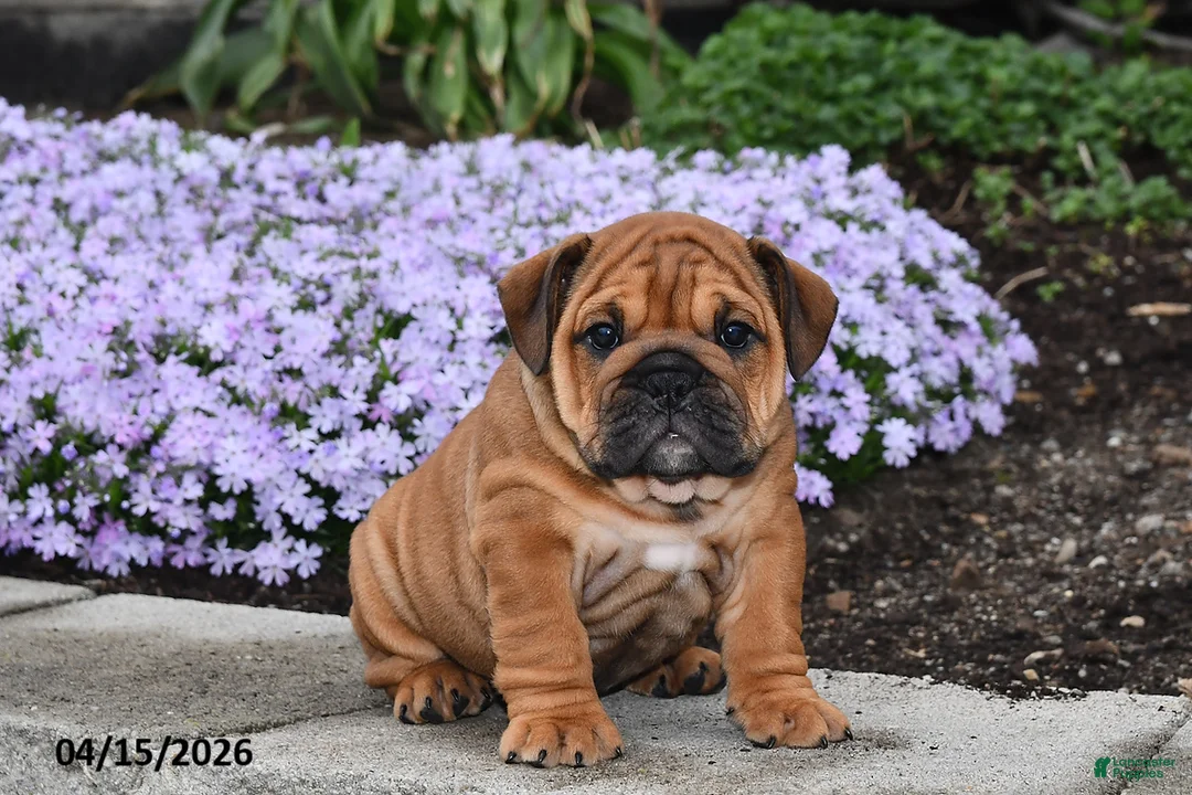 English Bulldog dogs for sale: Darcy - Ad 1