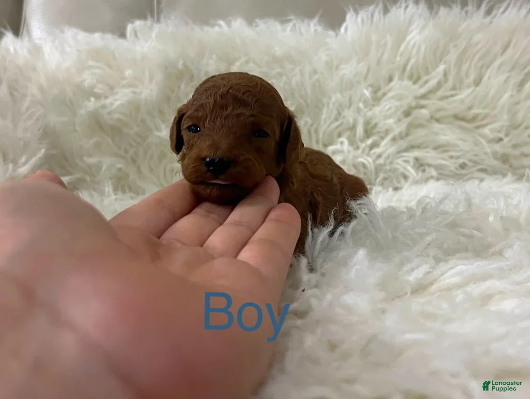 Toy Poodle dogs for sale: Teddy - Ad 2